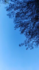 Pine leaves silhouette with blue sky background