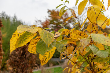Chinese sweet shrub or Sinocalycanthus Chinensis plant in Saint Gallen in Switzerland