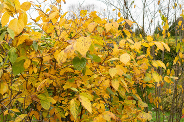 Chinese sweet shrub or Sinocalycanthus Chinensis plant in Saint Gallen in Switzerland