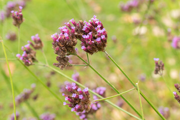 Fototapeta premium Purple top vervain or Verbena Bonariensis plant in Saint Gallen in Switzerland
