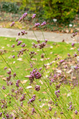 Purple top vervain or Verbena Bonariensis plant in Saint Gallen in Switzerland