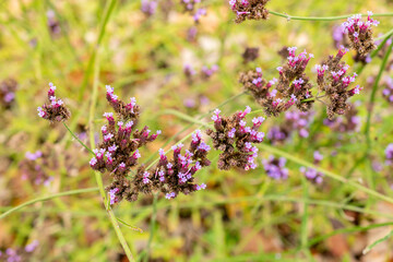 Purple top vervain or Verbena Bonariensis plant in Saint Gallen in Switzerland