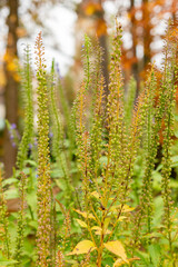 Veronica Kiusiana plant in Saint Gallen in Switzerland
