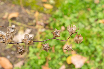 Langsdorff tobacco or Nicotiana Langsdorffii plant in Saint Gallen in Switzerland