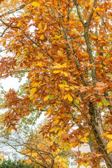 Pontine oak or Quercus Pontica plant in Saint Gallen in Switzerland