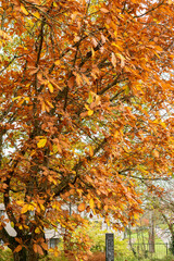 Pontine oak or Quercus Pontica plant in Saint Gallen in Switzerland