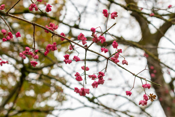 Himalayan spindle or Euonymus Hamiltonianus plant in Saint Gallen in Switzerland