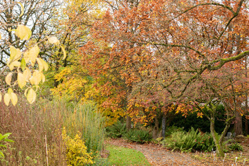 Beautiful autumn scenery in a botanical park in Saint Gallen in Switzerland