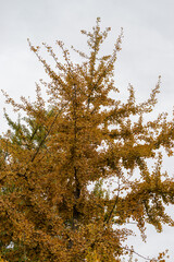 Maidenhair tree or Ginko Biloba tree in Saint Gallen in Switzerland