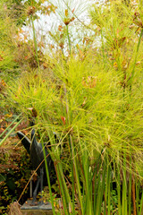Cyperus Papyrus plant in Saint Gallen in Switzerland