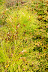 Cyperus Papyrus plant in Saint Gallen in Switzerland
