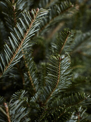 Minimalist Bare Fir Tree in Natural Light