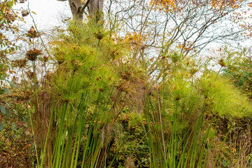 Cyperus Papyrus plant in Saint Gallen in Switzerland