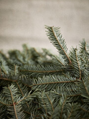 Minimalist Bare Fir Tree in Natural Light
