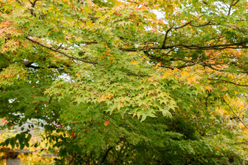Japanese maple or Acer Palmatum plant in Saint Gallen in Switzerland