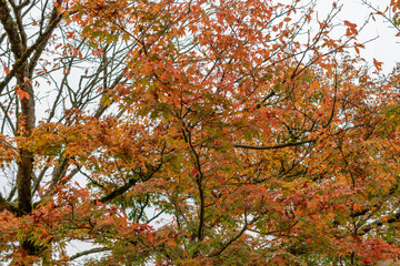 Japanese maple or Acer Palmatum plant in Saint Gallen in Switzerland