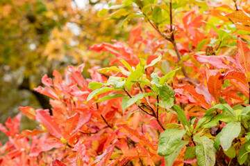 Yellow azalea or Rhododendron Luteum plant in Saint Gallen in Switzerland