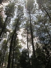 Fototapeta premium trees in the woods