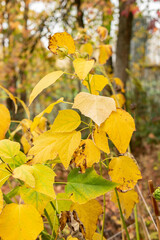 Rose mallow or Hibiscus Moscheutos plant in Saint Gallen in Switzerland