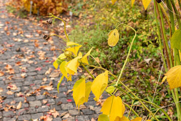 Rose mallow or Hibiscus Moscheutos plant in Saint Gallen in Switzerland