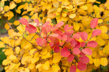 Witch alder or Fothergilla Gardenii plant in Saint Gallen in Switzerland