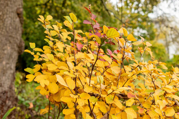 Witch alder or Fothergilla Gardenii plant in Saint Gallen in Switzerland