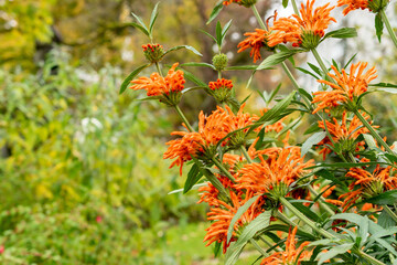 Lions tail or Leonotis Leonurus plant in Saint Gallen in Switzerland