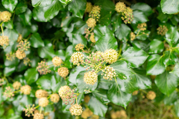Ivy or Hedera plant in Saint Gallen in Switzerland