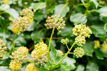 Ivy or Hedera plant in Saint Gallen in Switzerland