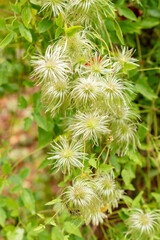 Clematis Glauca plant in Saint Gallen in Switzerland