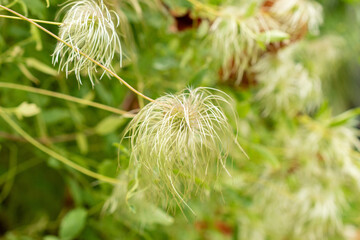 Clematis Glauca plant in Saint Gallen in Switzerland