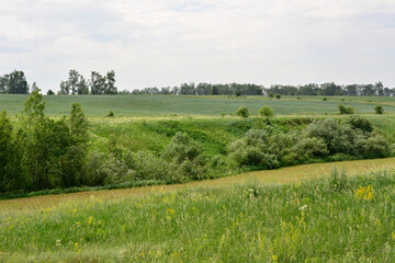 a green hill with a field and a few trees in the background   