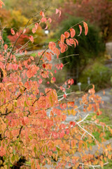 Euonymus Verrucosus plant in Saint Gallen in Switzerland