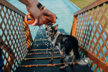  dog in mid air ready to catch a toy while dock diving into a pool © IBRESTER