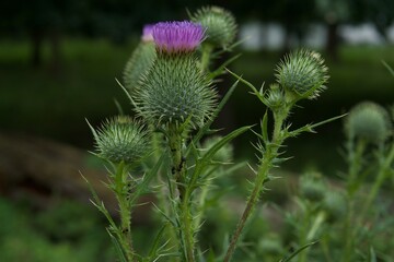 Bull Thistle with Purple Bloom