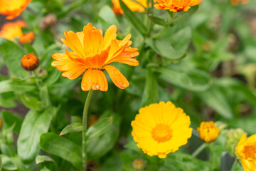 Pot marigold or Calendula Officinalis plant in Saint Gallen in Switzerland