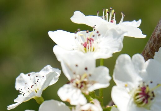 White Flowers with Soft Green Background