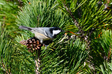 black tit bird sitting on stone pine in summer