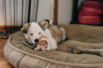 Fototapeta premium black and white puppies playing