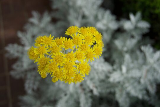 Silver Ragwort Flower with Yellow Flowers