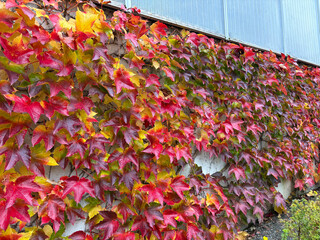 Boston ivy or Parthenocissus Tricuspidata plant in Saint Gallen in Switzerland