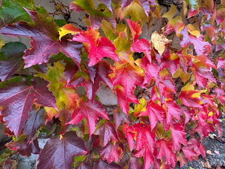 Boston ivy or Parthenocissus Tricuspidata plant in Saint Gallen in Switzerland