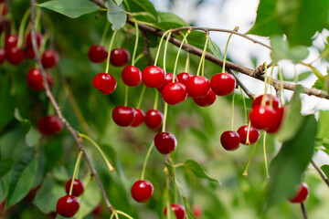Ripe Felted Cherries on Green Branch. Harvest of berries in a farmer's orchard