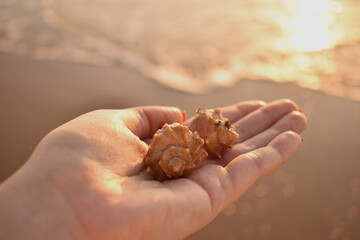 Man holding  shells in his hand on the beach