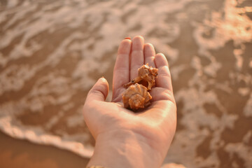 Man holding  shells in his hand on the beach