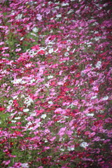 Cosmos fields in the Jim Thompson farm