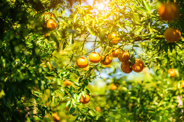 Fresh Oranges on a Lush Green Tree Branch