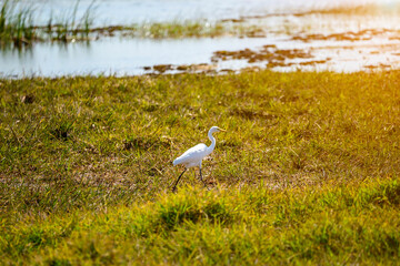 Elegant White Bird in Sunlit Marshland Scene