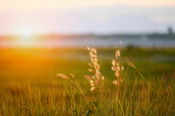 Serene Sunset Over Meadow with Gentle Grass
