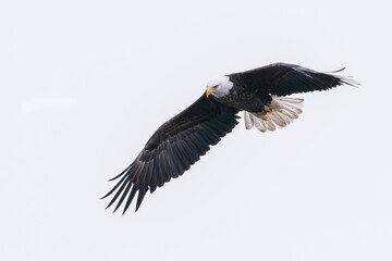 Bald eagle adult flying against an overcast sky 1